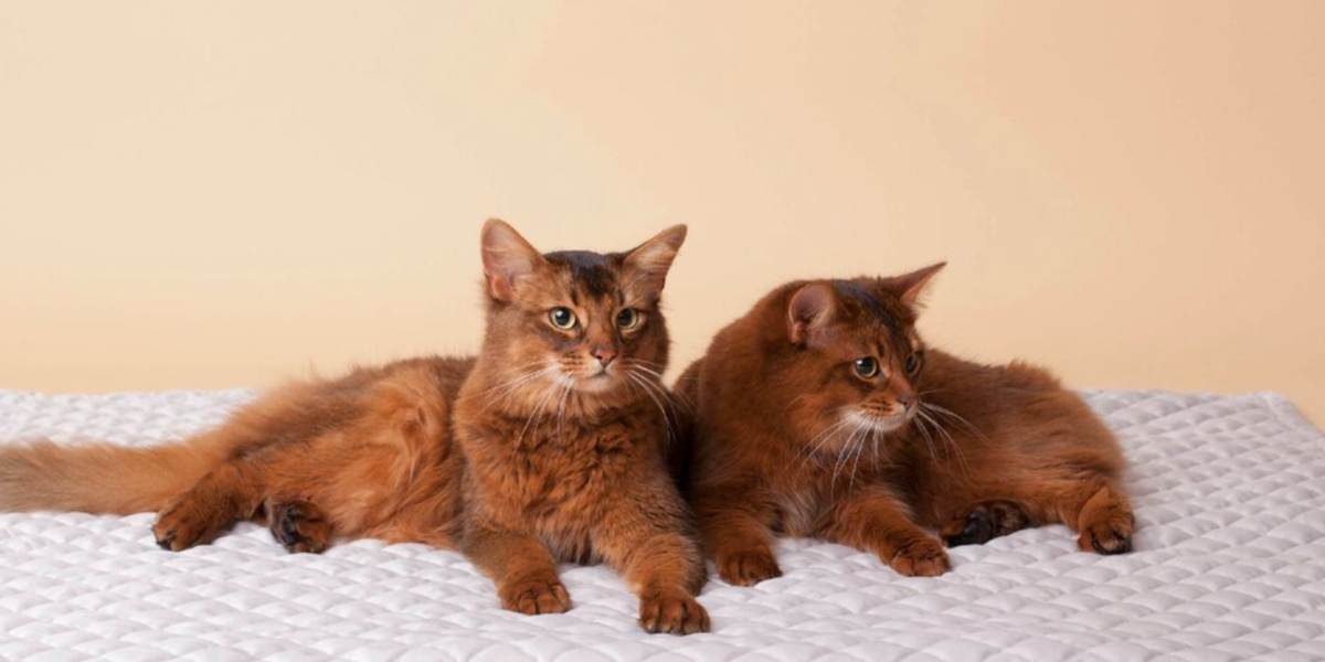 For Cats