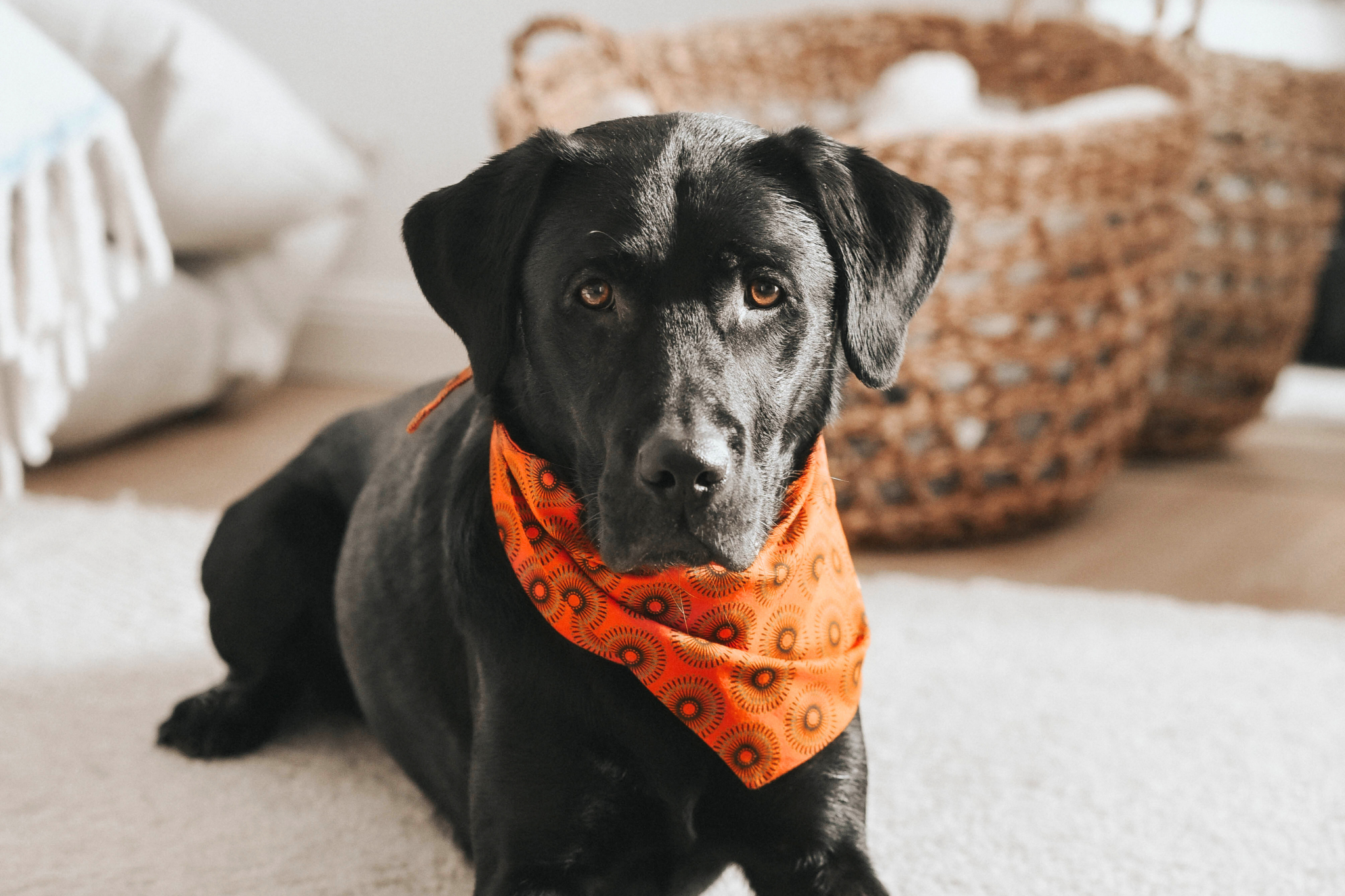 Bandana in Orangem Shweshwe