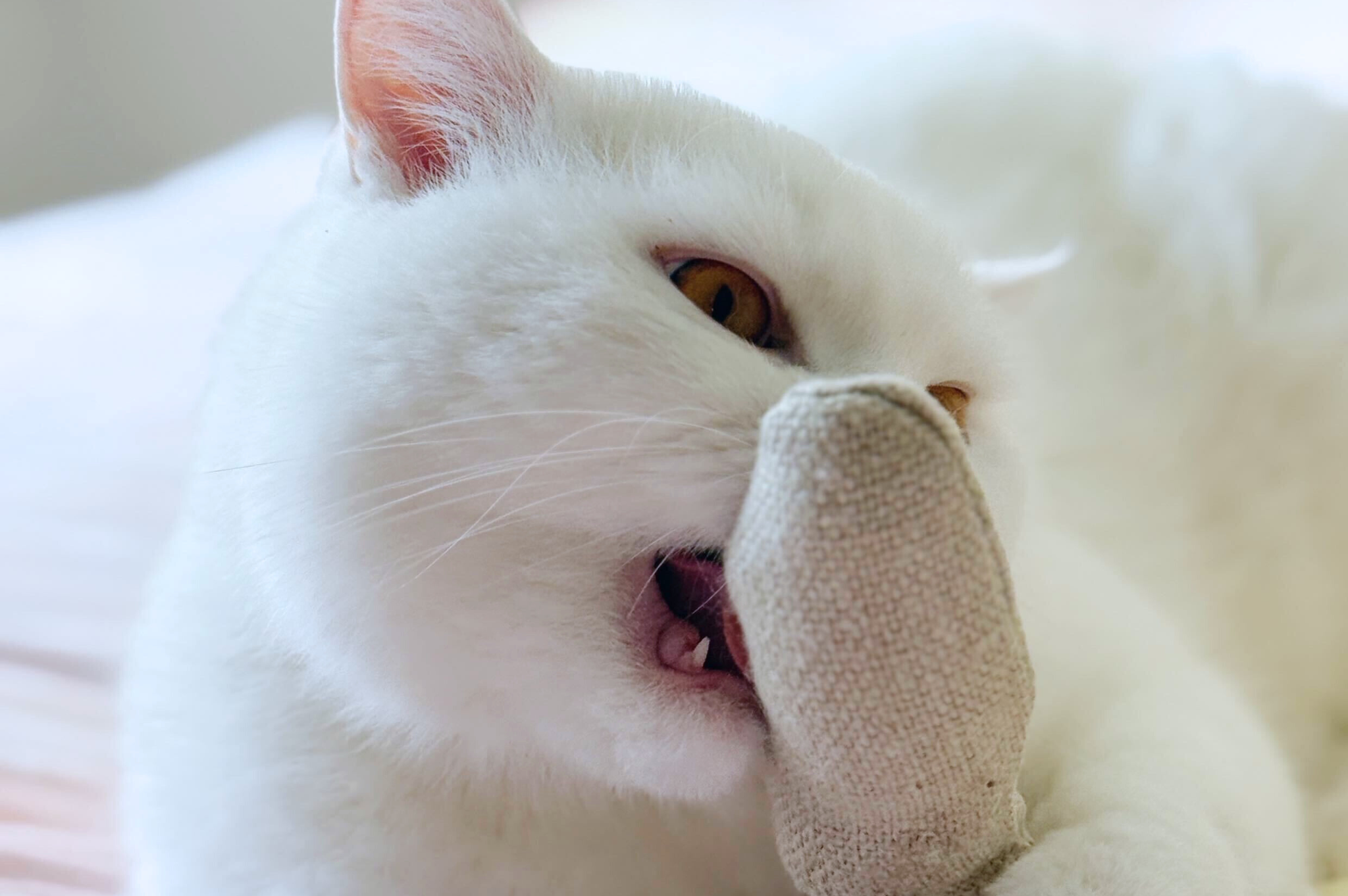 Sardine Catnip Toys | Set of 2