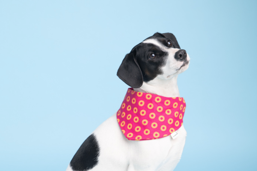 Bandana in Pinkem Shweshwe
