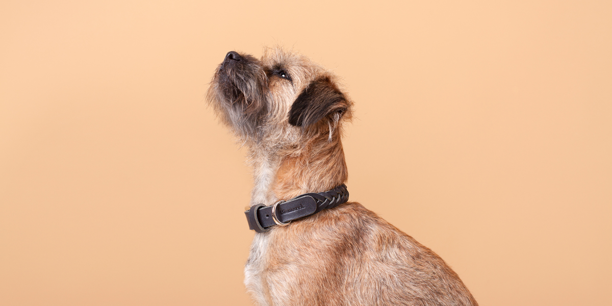 Collars