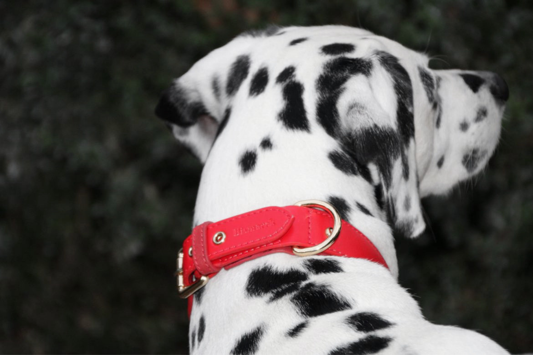 Halsband aus Apfelleder in Festlichem Rot