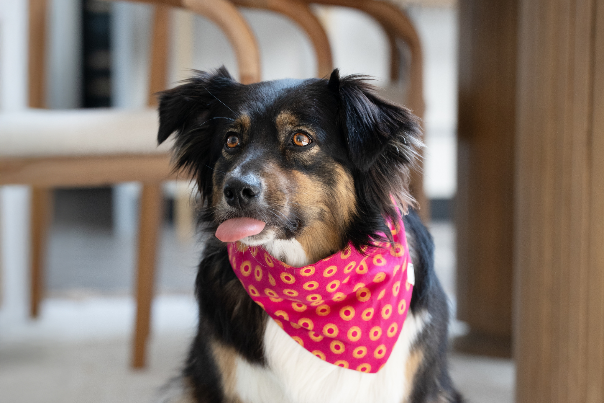 Bandana in Pinkem Shweshwe
